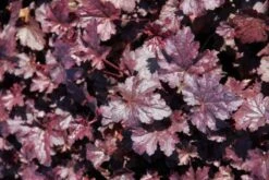 Das Streifenbeet (Blütenreicher Saum Für Wege, Mauern & Zäune) -Angebote Pflanzen Store 2003627 Das 20Streifenbeet Bluetenreicher 20Saum 20fuer 20Wege 20Mauern 20 20Zaeune 9