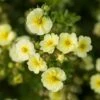 Potentilla Fruticosa 'Lemon Meringue' (Fingerstrauch)