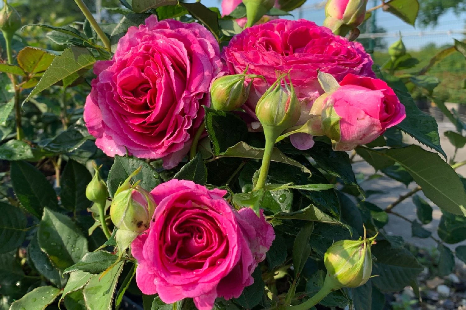 Rose 'Fräulein Maria' (Beetrose) 3 Rose 'Fräulein Maria' (Beetrose)