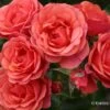 Rose 'Mandarin' (Patiorose) -Angebote Pflanzen Store 2003689 Rose 20Mandarin Patiorose 1