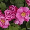 Rose 'Pink Roadrunner' (Wildrose) -Angebote Pflanzen Store 2003690 Rose 20Pink 20Roadrunner Wildrose 1