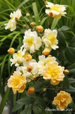 Rose 'Sunny Siluetta' (Miniclimber)