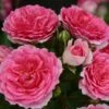 Rose 'Amica' (Patiorose) -Angebote Pflanzen Store 2003697 Rose 20Amica Patiorose 1