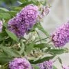 Buddleja Buzz® 'Violet' (Zwerg-Sommerflieder) 1 Buddleja Buzz® 'Violet' (Zwerg-Sommerflieder) -Angebote Pflanzen Store 2003767 Buddleja 20Buzz 20Violet Zwerg Sommerflieder 1