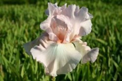 Alhambra (Urlaubsfeeling Im Eigenen Garten) -Angebote Pflanzen Store 2003817 Alhambra Urlaubsfeeling 20im 20eigenen 20Garten 10