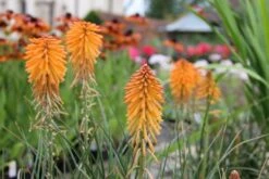 Alhambra (Urlaubsfeeling Im Eigenen Garten) -Angebote Pflanzen Store 2003817 Alhambra Urlaubsfeeling 20im 20eigenen 20Garten 12