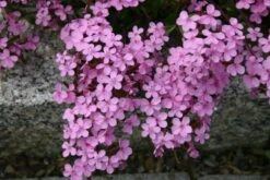 Alhambra (Urlaubsfeeling Im Eigenen Garten) -Angebote Pflanzen Store 2003817 Alhambra Urlaubsfeeling 20im 20eigenen 20Garten 15