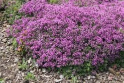 Alhambra (Urlaubsfeeling Im Eigenen Garten) -Angebote Pflanzen Store 2003817 Alhambra Urlaubsfeeling 20im 20eigenen 20Garten 18