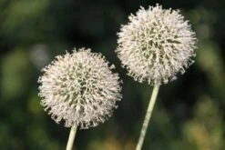 Alhambra (Urlaubsfeeling Im Eigenen Garten) -Angebote Pflanzen Store 2003817 Alhambra Urlaubsfeeling 20im 20eigenen 20Garten 5