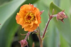 Alhambra (Urlaubsfeeling Im Eigenen Garten) -Angebote Pflanzen Store 2003817 Alhambra Urlaubsfeeling 20im 20eigenen 20Garten 8