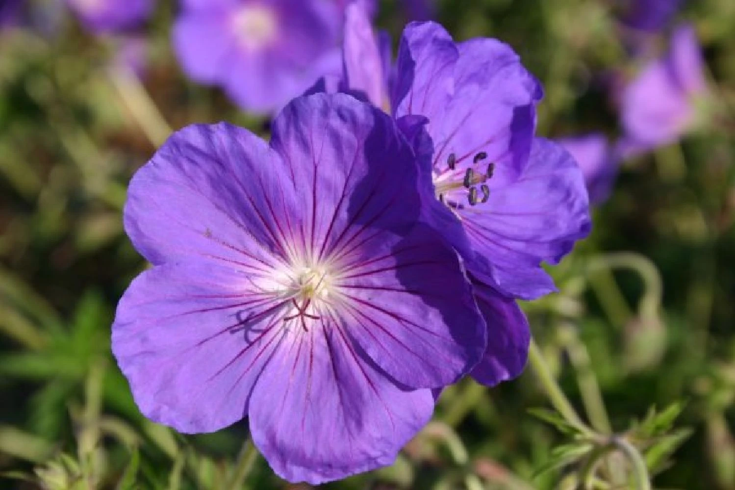 Blütenland (Üppig Gestalteter Halbschatten) 14 Blütenland (Üppig Gestalteter Halbschatten) – Bild 12