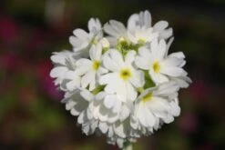 Blütenland (Üppig Gestalteter Halbschatten) 35 Blütenland (Üppig Gestalteter Halbschatten) -Angebote Pflanzen Store 2003818 Bluetenland UEppig 20gestalteter 20Halbschatten 16