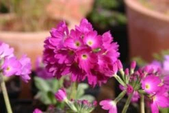 Blütenland (Üppig Gestalteter Halbschatten) 36 Blütenland (Üppig Gestalteter Halbschatten) -Angebote Pflanzen Store 2003818 Bluetenland UEppig 20gestalteter 20Halbschatten 17