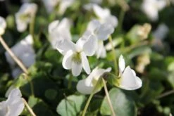 Blütenland (Üppig Gestalteter Halbschatten) 37 Blütenland (Üppig Gestalteter Halbschatten) -Angebote Pflanzen Store 2003818 Bluetenland UEppig 20gestalteter 20Halbschatten 18