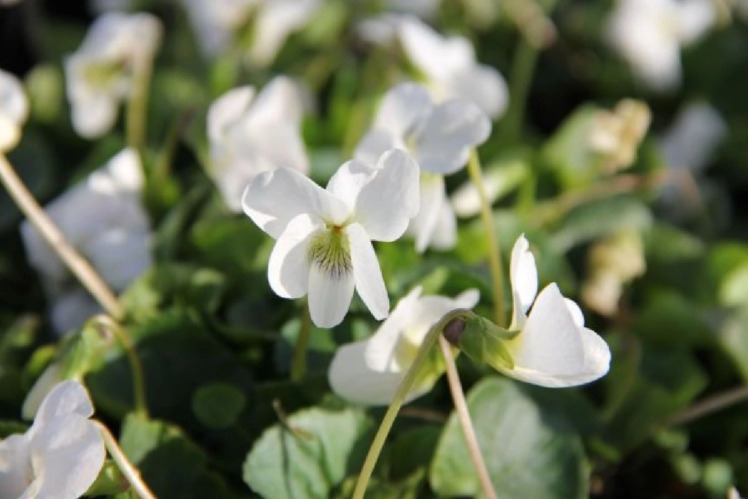 Blütenland (Üppig Gestalteter Halbschatten) 20 Blütenland (Üppig Gestalteter Halbschatten) – Bild 18