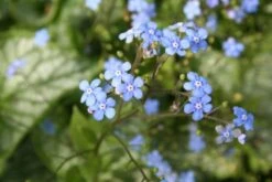 Blütenland (Üppig Gestalteter Halbschatten) 25 Blütenland (Üppig Gestalteter Halbschatten) -Angebote Pflanzen Store 2003818 Bluetenland UEppig 20gestalteter 20Halbschatten 6