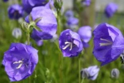 Blütenland (Üppig Gestalteter Halbschatten) 27 Blütenland (Üppig Gestalteter Halbschatten) -Angebote Pflanzen Store 2003818 Bluetenland UEppig 20gestalteter 20Halbschatten 8