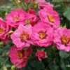 Rose 'Orienta® Djamila' (Persische Rose) -Angebote Pflanzen Store 2003900 Rose 20Orienta 20Djamila Persische 20Rose 1 3f21b0db 91ae 4ab7 9767 9d691db50b48