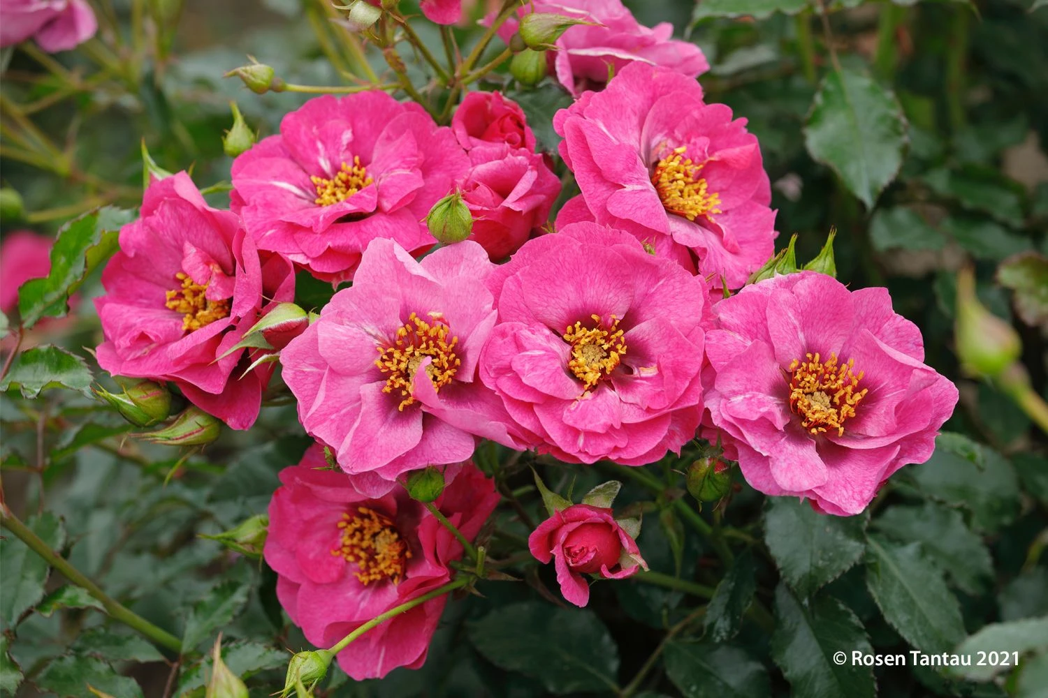 Rose 'Orienta® Djamila' (Persische Rose) 3 Rose 'Orienta® Djamila' (Persische Rose)