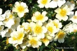 Rose 'Sonnenröschen' (Patiorose)