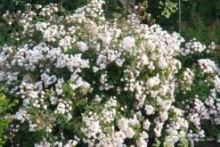 Rose 'Guirlande Rose' (Rambler) -Angebote Pflanzen Store 2003913 Rose 20Guirlande 20Rose Rambler 3