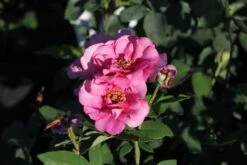 Rose 'Orienta® Aladdin' (Kletterrose)
