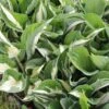 Hosta 'Amazone' (Funkie) -Angebote Pflanzen Store 2004025 Hosta 20Amazone Funkie 1