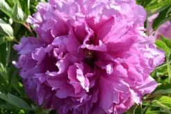 Paeonia Rockii 'Lan Hai Feng Yun' (Strauchpfingstrose 'Sturm Des Blauen Ozeans')