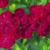 Rose 'Perennial Domino' (Ramblerrose) -Angebote Pflanzen Store 2004268 Rose 20Perennial 20Domino Ramblerrose 1