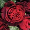 Rose 'Admiral' (Nostalgie®-Edelrose) -Angebote Pflanzen Store 2004390 Rose 20Admiral Nostalgie Edelrose 1