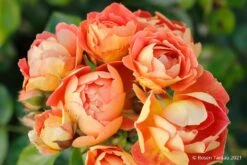 Rose 'Bienenweide' ® Mango (Beetrose)