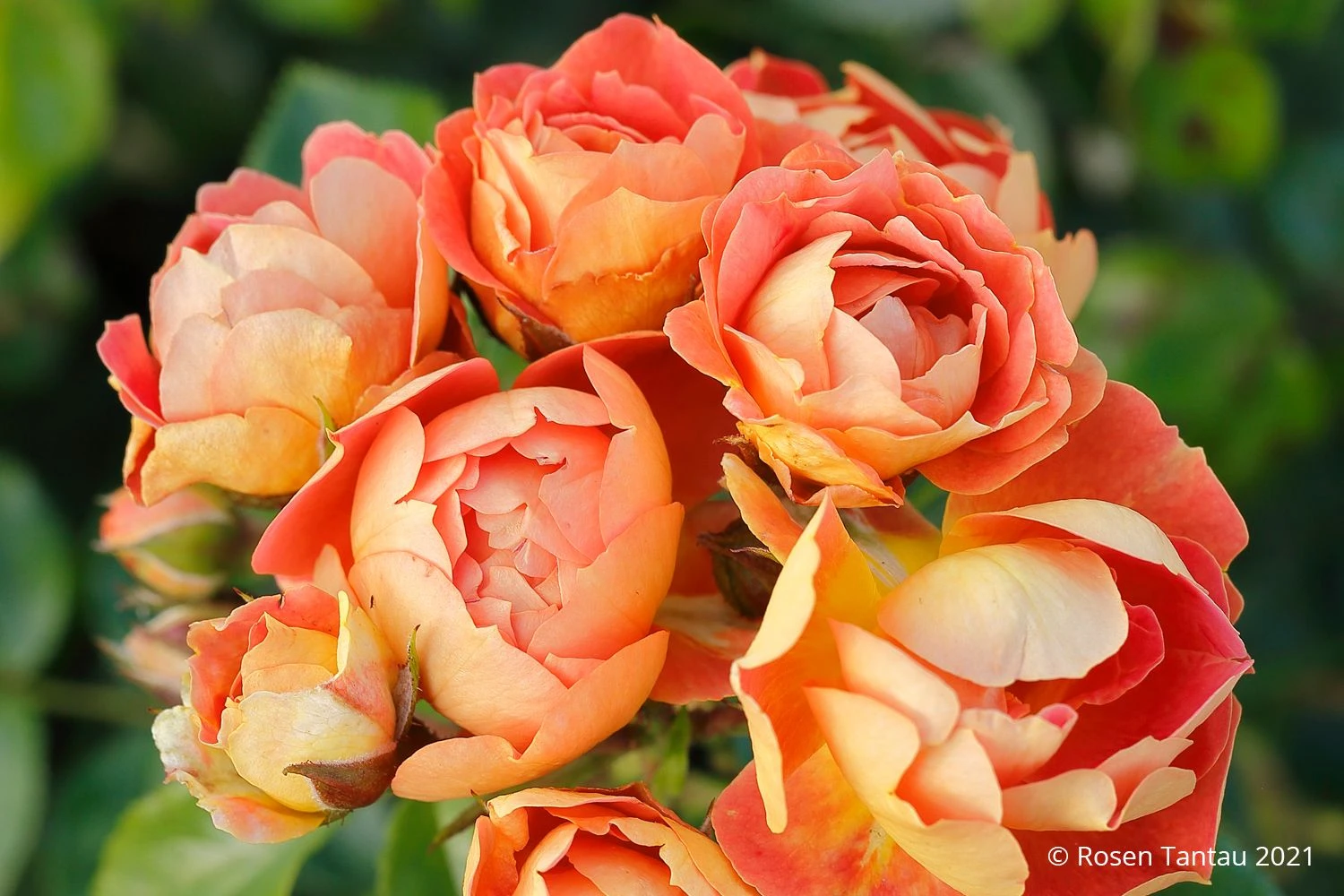 Rose 'Bienenweide' ® Mango (Beetrose) 3 Rose 'Bienenweide' ® Mango (Beetrose)