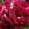 Rose 'Burgundy Ice' (Strauchrose) -Angebote Pflanzen Store 2004395 Rose 20Burgundy 20Ice Strauchrose 1