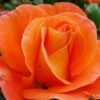 Rose 'Orange Dawn' (Kletterrose) -Angebote Pflanzen Store 2004399 Rose 20Orange 20Dawn Kletterrose 1