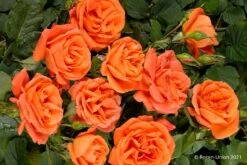 Rose 'Orange Dawn' (Kletterrose) -Angebote Pflanzen Store 2004399 Rose 20Orange 20Dawn Kletterrose 2