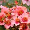 Rose 'Orienta® Shila' (Persische Rose) -Angebote Pflanzen Store 2004407 Rose 20Orienta 20Shila Persische 20Rose 1 79005fba 2c7f 48e7 85af 832b9391ec55