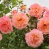 Rose 'Peach Melba' (Kletterrose) -Angebote Pflanzen Store 2004408 Rose 20Peach 20Melba Kletterrose 1