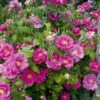 Rose Gallica 'Officinalis' (Historische Rose IApothekerrose) -Angebote Pflanzen Store 2004411 Rose 20gallica 20Officinalis Historische 20Rose 20I 20 20Apothekerrose 1
