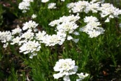 Der Berg Ruft (Maximale Blütenfreude Für Raue Gegenden) 31 Der Berg Ruft (Maximale Blütenfreude Für Raue Gegenden) -Angebote Pflanzen Store 2004415 Der 20Berg 20ruft Maximale 20Bluetenfreude 20fuer 20raue 20Gegenden 10