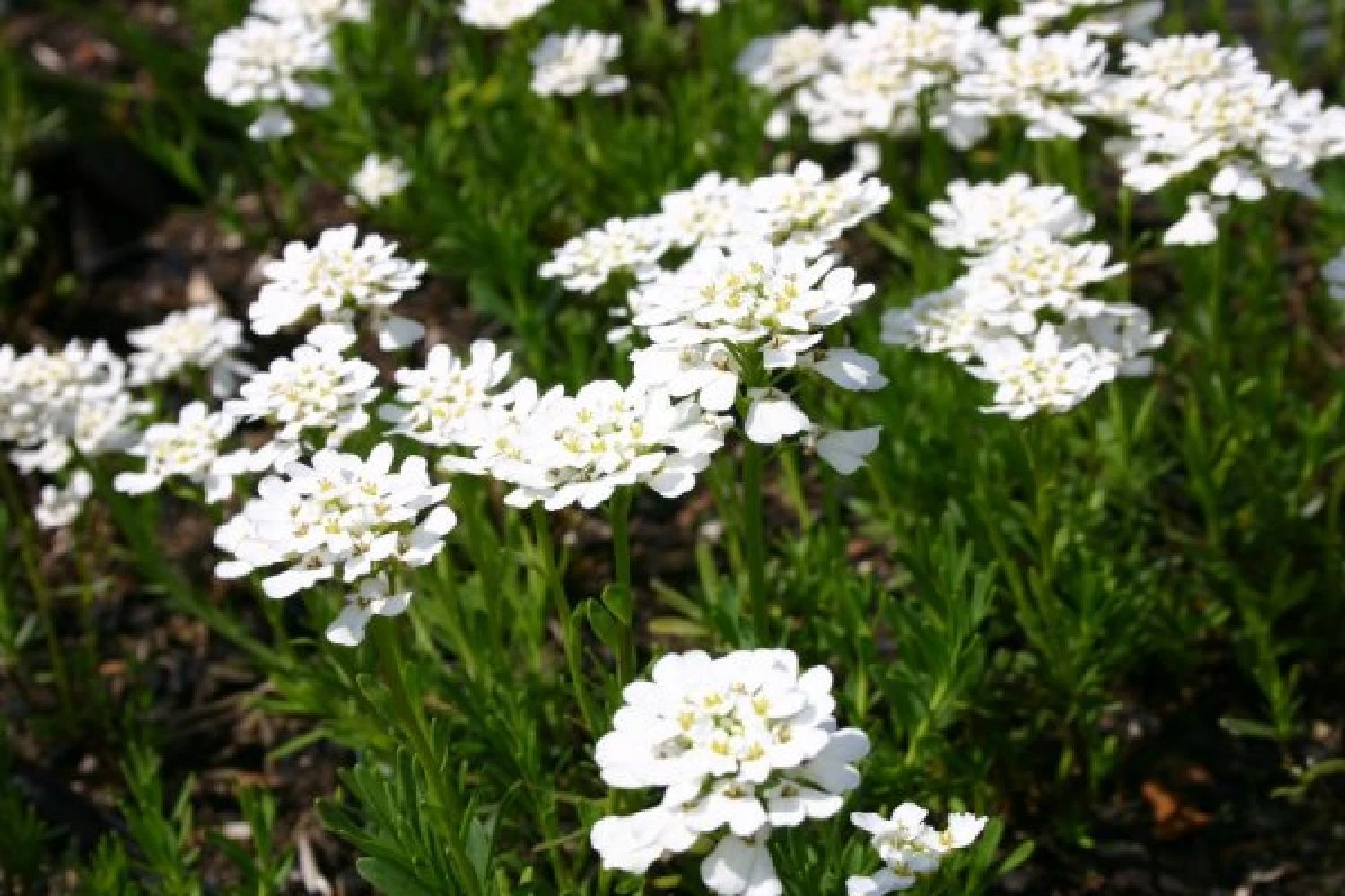 Der Berg Ruft (Maximale Blütenfreude Für Raue Gegenden) 12 Der Berg Ruft (Maximale Blütenfreude Für Raue Gegenden) – Bild 10