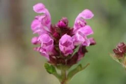 Der Berg Ruft (Maximale Blütenfreude Für Raue Gegenden) 39 Der Berg Ruft (Maximale Blütenfreude Für Raue Gegenden) -Angebote Pflanzen Store 2004415 Der 20Berg 20ruft Maximale 20Bluetenfreude 20fuer 20raue 20Gegenden 18