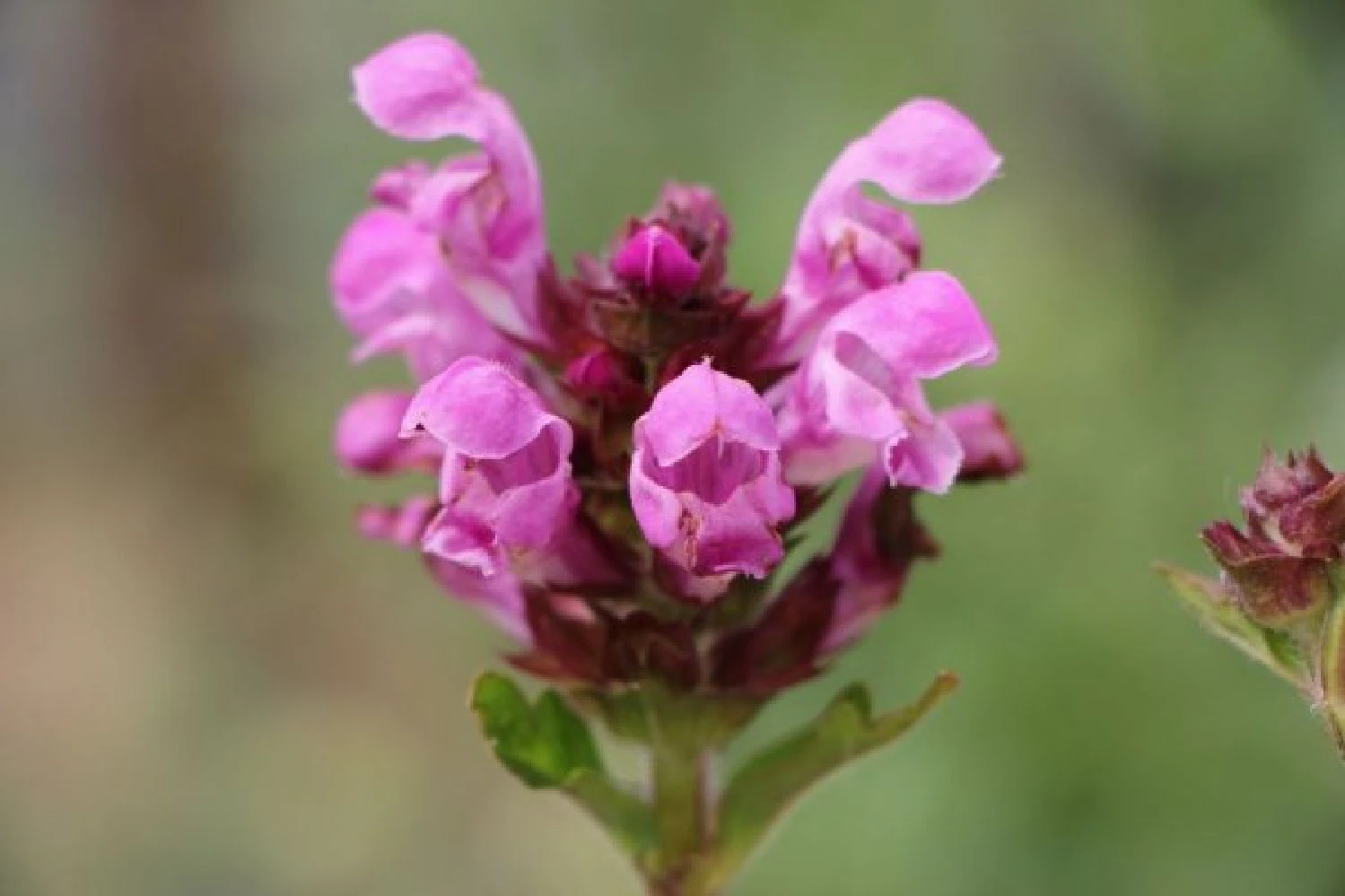 Der Berg Ruft (Maximale Blütenfreude Für Raue Gegenden) 20 Der Berg Ruft (Maximale Blütenfreude Für Raue Gegenden) – Bild 18