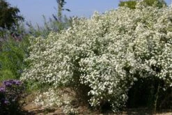 Der Berg Ruft (Maximale Blütenfreude Für Raue Gegenden) 25 Der Berg Ruft (Maximale Blütenfreude Für Raue Gegenden) -Angebote Pflanzen Store 2004415 Der 20Berg 20ruft Maximale 20Bluetenfreude 20fuer 20raue 20Gegenden 4