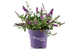 Buddleja Davidii POQUITO ® 'Orchid Annie' (Sommerflieder) -Angebote Pflanzen Store 2004424 Buddleja 20davidii 20POQUITO 20 20Orchid 20Annie Sommerflieder 3