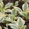 Hosta 'Autumn Frost' (Funkie | Herzblattlilie) -Angebote Pflanzen Store 2004524 Hosta 20Autumn 20Frost Funkie 20 20Herzblattlilie 1