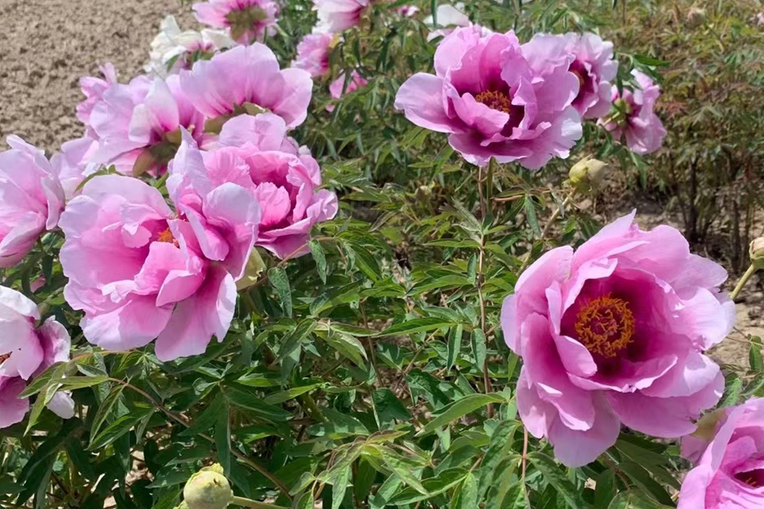 Paeonia Rockii 'Hui He' (Strauchpfingstrose 'Grauer Kranich') 5 Paeonia Rockii 'Hui He' (Strauchpfingstrose 'Grauer Kranich') – Bild 3