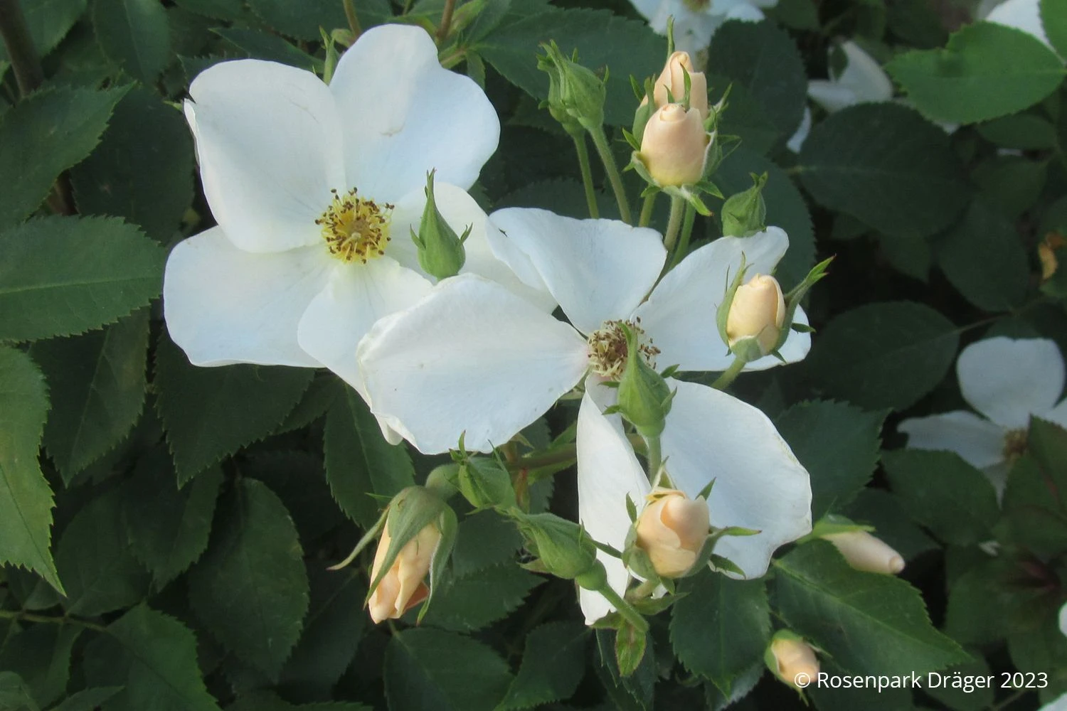 Rose 'Kew Gardens' (Englische Rose) 4 Rose 'Kew Gardens' (Englische Rose) – Bild 2