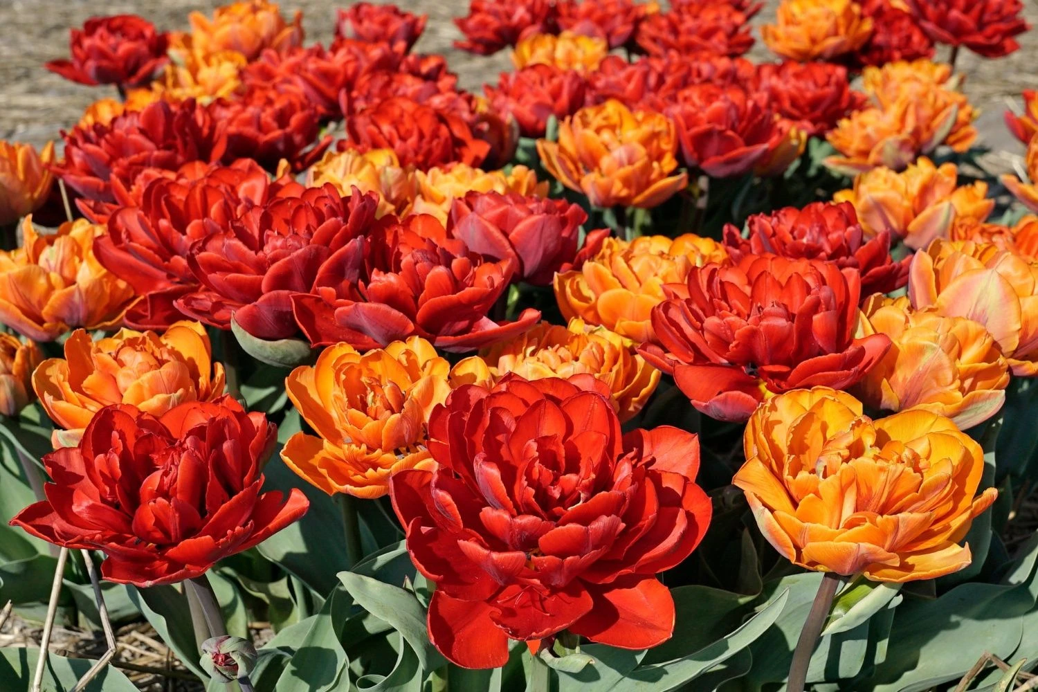 Tulpenmischung 'Abendrot' (Garten-Tulpenmischung) 3 Tulpenmischung 'Abendrot' (Garten-Tulpenmischung)