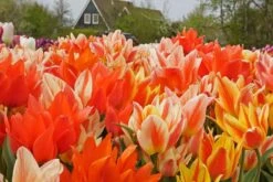 Tulpenmischung 'Fun Colours' (Garten-Tulpenmischung)
