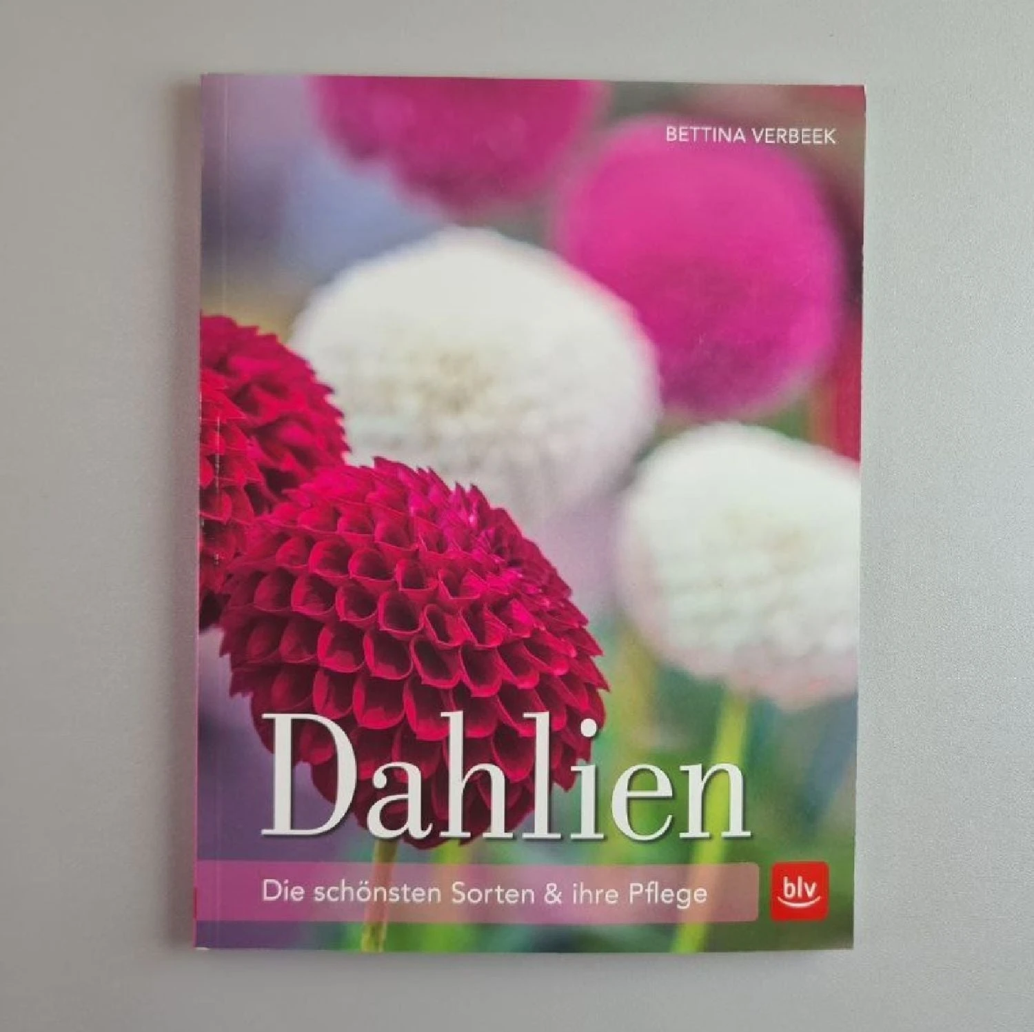 Dahlien (Bettina Verbeek) 6 Dahlien (Bettina Verbeek) – Bild 4